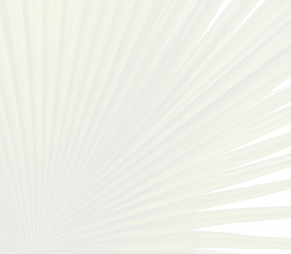 Fondo de hojas de palma con luz solar filtrada